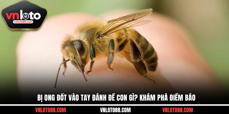 Bị ong đốt vào tay đánh đề con gì? Khám phá điềm báo
