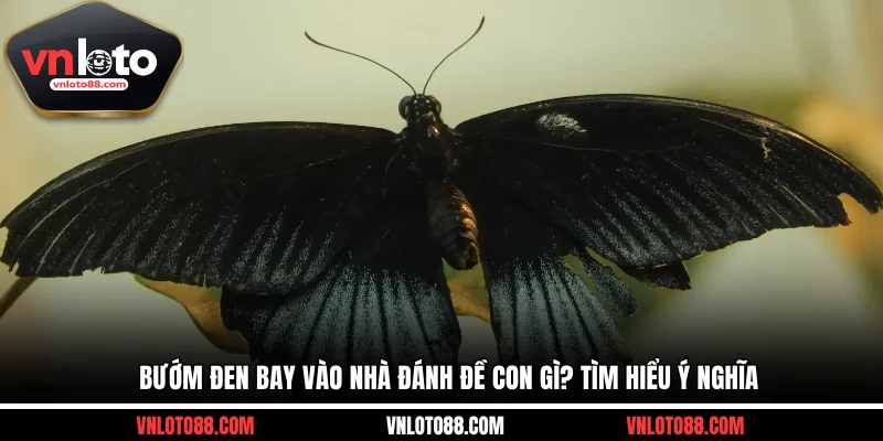 Bướm đen bay vào nhà đánh đề con gì? Tìm hiểu ý nghĩa