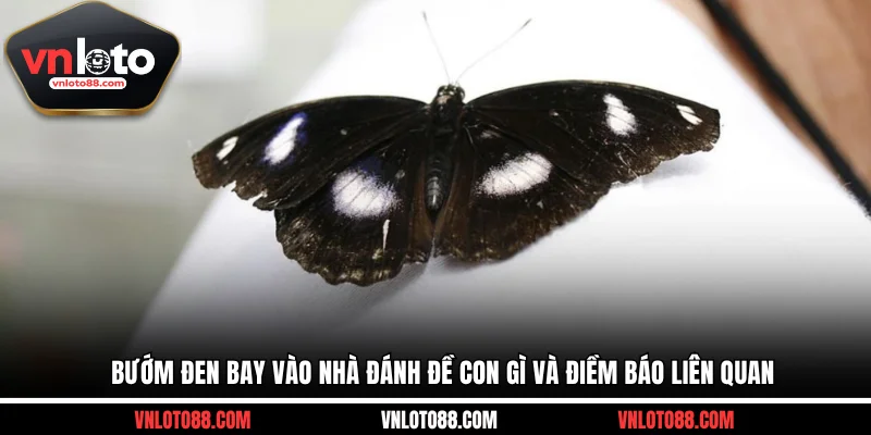 Bướm Đen Bay Vào Nhà Đánh Đề Con Gì Và Điềm Báo Liên Quan