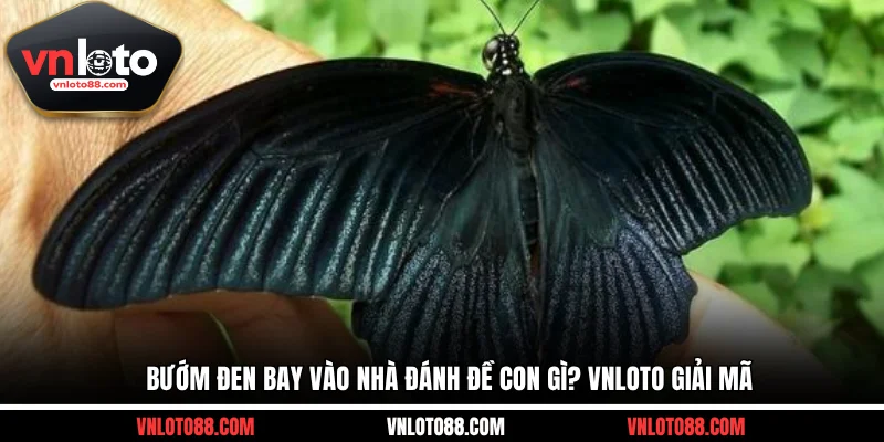 Bướm đen bay vào nhà đánh đề con gì? VNLOTO giải mã