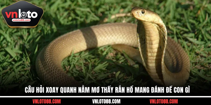 Câu hỏi xoay quanh nằm mơ thấy rắn hổ mang đánh đề con gì