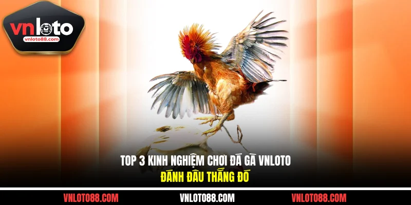 Top 3 Kinh Nghiệm Chơi Đá Gà VNLOTO Đánh Đâu Thắng Đó
