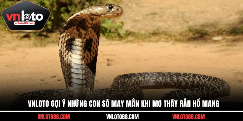 VNLOTO gợi ý những con số may mắn khi mơ thấy rắn hổ mang
